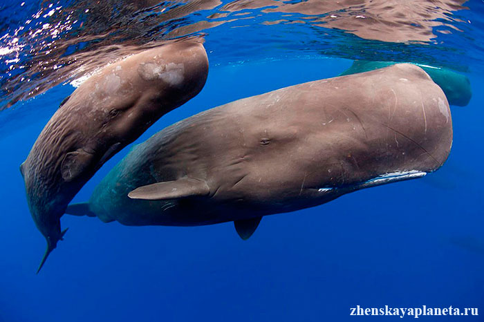 киты в акватории острова Доминика