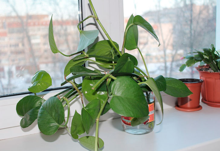 филодендрон-лазающий---самое-полезное-комнатное-растение
