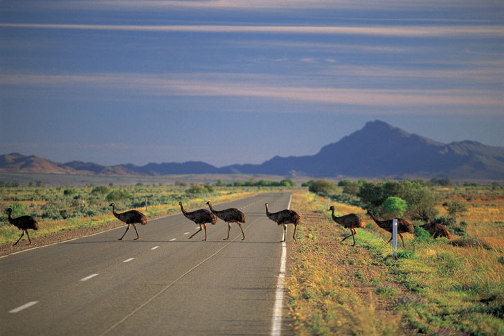 страусы-в-Австралии