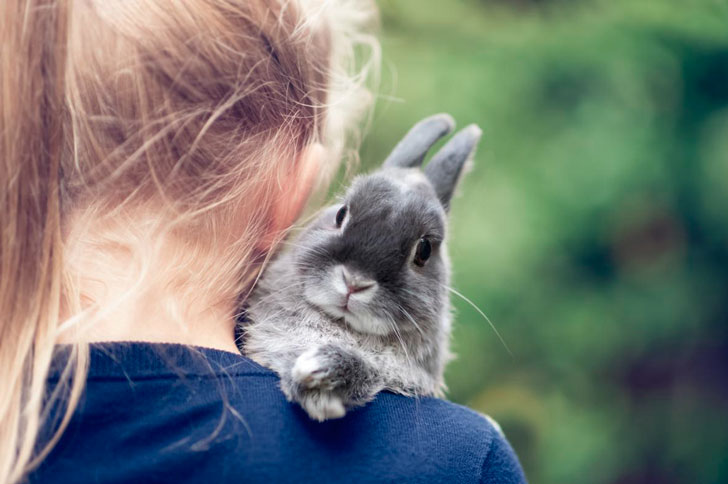 как ухаживать за кроликом
