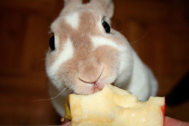 кролик ест яблоко