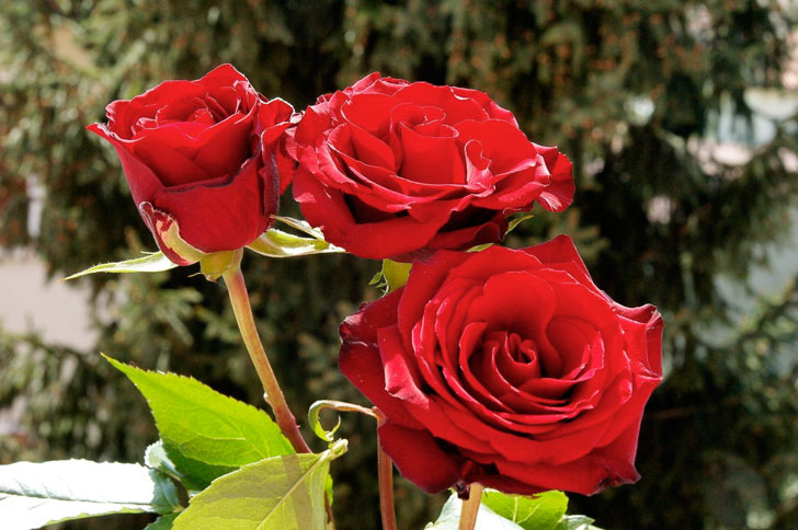 розы красного цвета