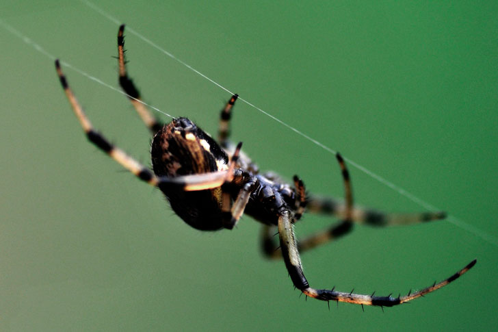 Как избавиться от пауков в квартире или доме: практичные советы
