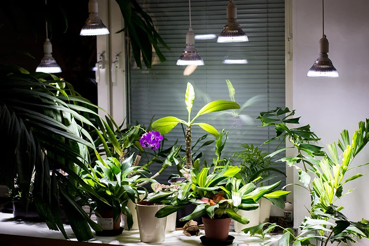 растения под лампами