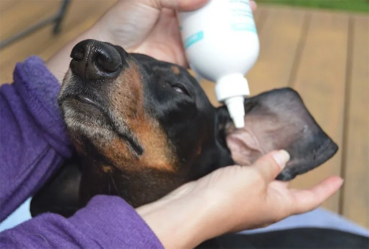 как правильно чистить уши собаке
