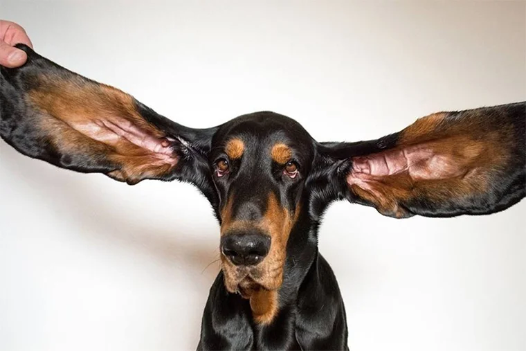 собака с большими ушами