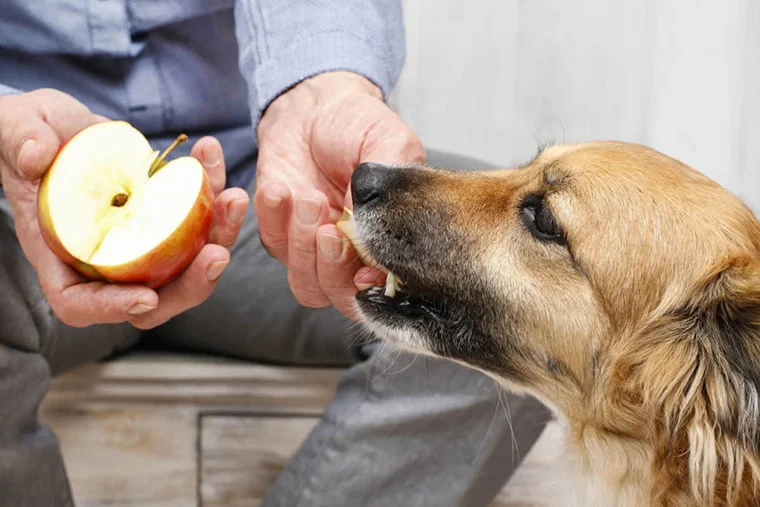 хозяин даёт собаке кусочки яблока
