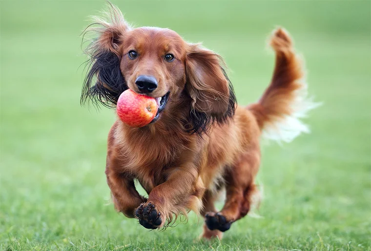 собака бежит по лужайке с яблоком в пасти