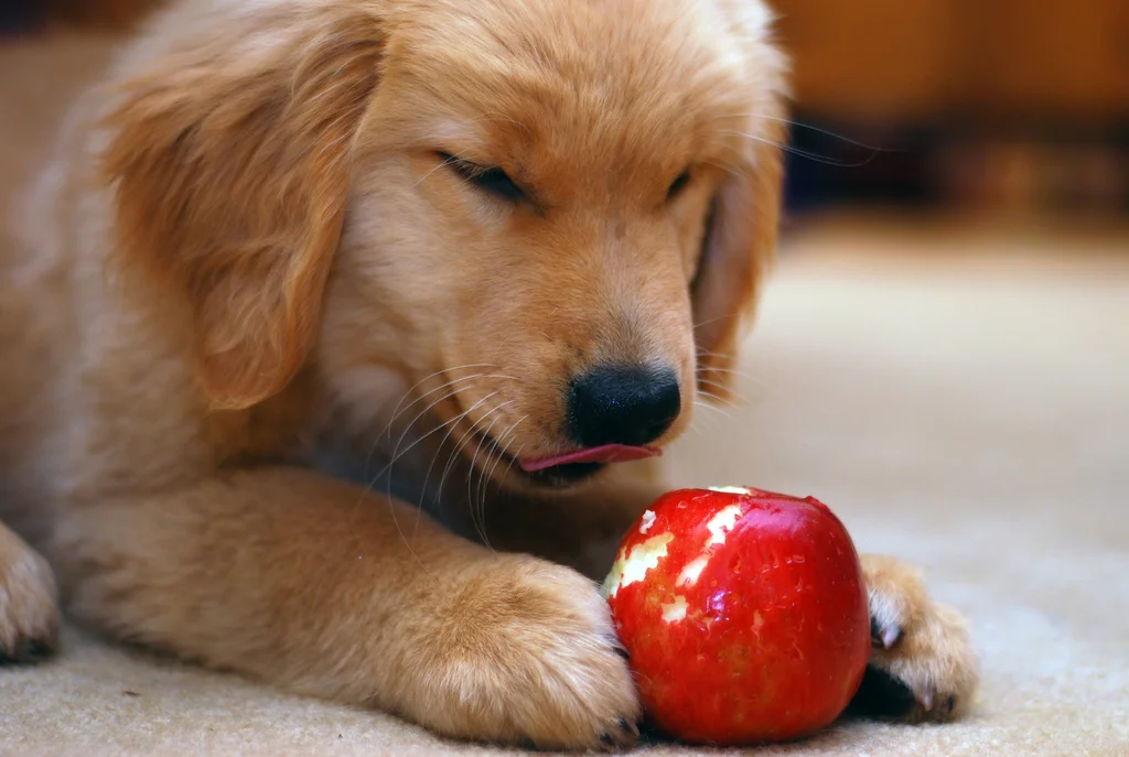 какие фрукты можно собакам