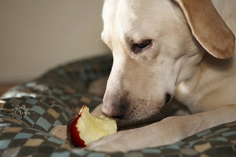 можно ли давать собакам яблоки