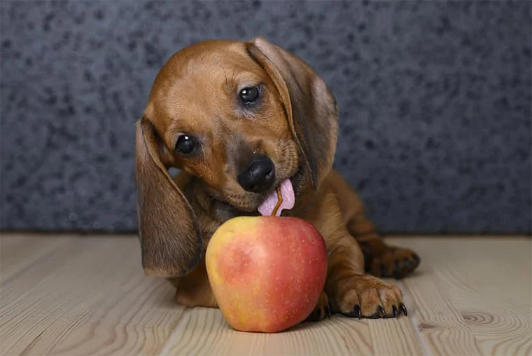 собака играет на полу с яблоком