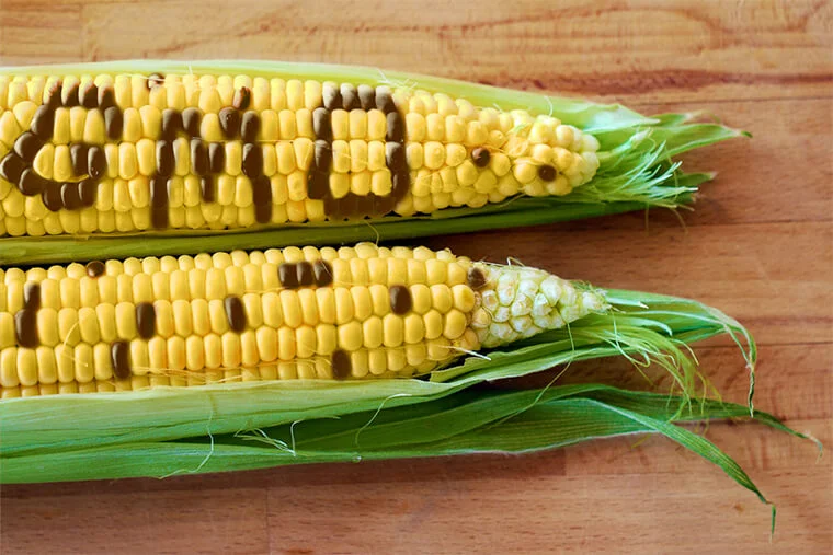 кукуруза ГМО