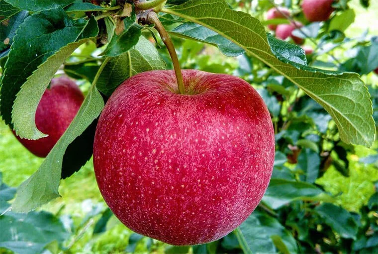 стигле яблуко на дереві