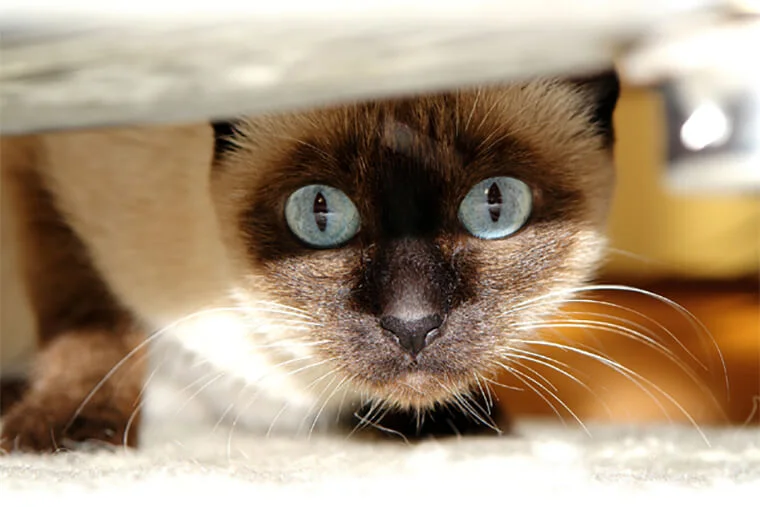 чим видалити запах котячої сечі з килима в домашніх умовах